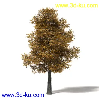 秋天树木模型合集,秋季树木,黄叶,各种秋天的树木模型共47个的图片