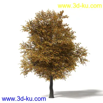 秋天树木模型合集,秋季树木,黄叶,各种秋天的树木模型共47个的图片