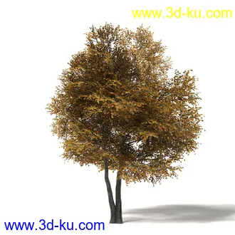 秋天树木模型合集,秋季树木,黄叶,各种秋天的树木模型共47个的图片