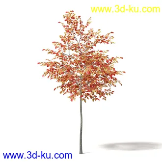 秋天树木模型合集,秋季树木,黄叶,各种秋天的树木模型共47个的图片