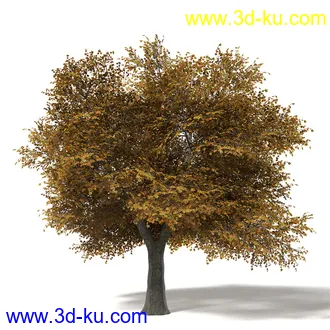 秋天树木模型合集,秋季树木,黄叶,各种秋天的树木模型共47个的图片