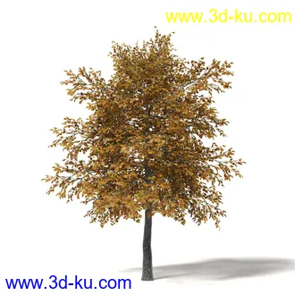 秋天树木模型合集,秋季树木,黄叶,各种秋天的树木模型共47个的图片