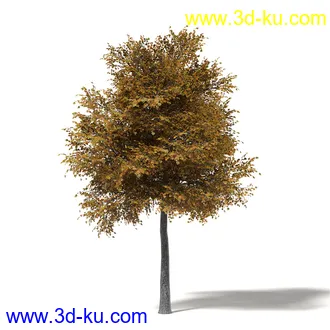 秋天树木模型合集,秋季树木,黄叶,各种秋天的树木模型共47个的图片