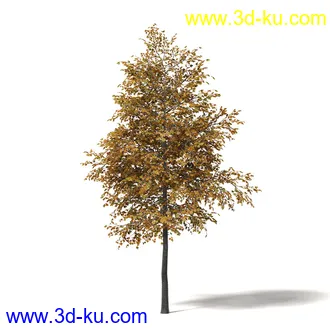 秋天树木模型合集,秋季树木,黄叶,各种秋天的树木模型共47个的图片