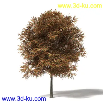 秋天树木模型合集,秋季树木,黄叶,各种秋天的树木模型共47个的图片