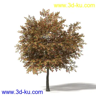 秋天树木模型合集,秋季树木,黄叶,各种秋天的树木模型共47个的图片