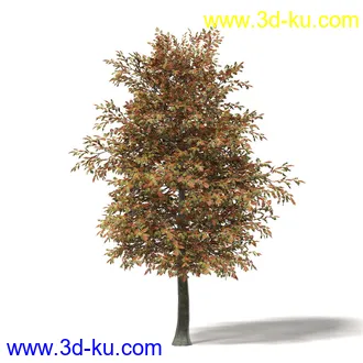 秋天树木模型合集,秋季树木,黄叶,各种秋天的树木模型共47个的图片