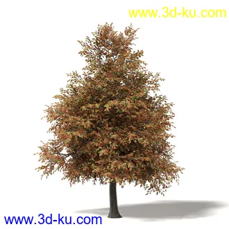 秋天树木模型合集,秋季树木,黄叶,各种秋天的树木模型共47个的图片