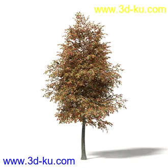 秋天树木模型合集,秋季树木,黄叶,各种秋天的树木模型共47个的图片