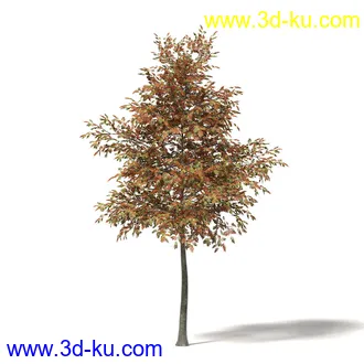 秋天树木模型合集,秋季树木,黄叶,各种秋天的树木模型共47个的图片