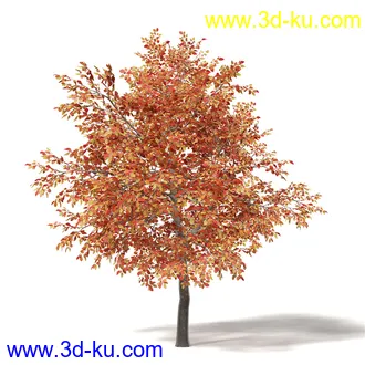 秋天树木模型合集,秋季树木,黄叶,各种秋天的树木模型共47个的图片