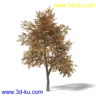 秋天树木模型合集,秋季树木,黄叶,各种秋天的树木模型共47个的图片