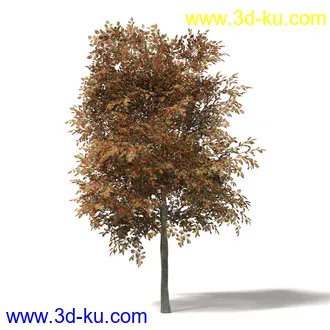 秋天树木模型合集,秋季树木,黄叶,各种秋天的树木模型共47个的图片