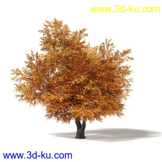 秋天树木模型合集,秋季树木,黄叶,各种秋天的树木模型共47个的图片