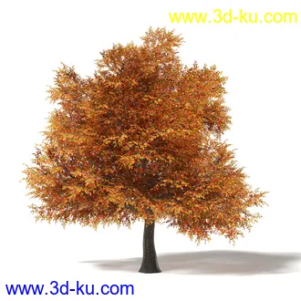 秋天树木模型合集,秋季树木,黄叶,各种秋天的树木模型共47个的图片