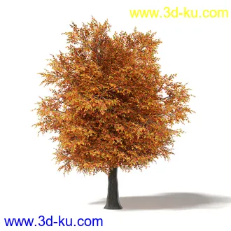 秋天树木模型合集,秋季树木,黄叶,各种秋天的树木模型共47个的图片