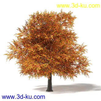 秋天树木模型合集,秋季树木,黄叶,各种秋天的树木模型共47个的图片