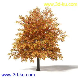 秋天树木模型合集,秋季树木,黄叶,各种秋天的树木模型共47个的图片