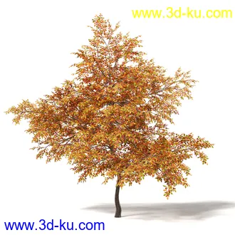 秋天树木模型合集,秋季树木,黄叶,各种秋天的树木模型共47个的图片