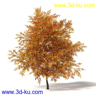 秋天树木模型合集,秋季树木,黄叶,各种秋天的树木模型共47个的图片