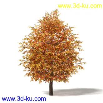 秋天树木模型合集,秋季树木,黄叶,各种秋天的树木模型共47个的图片