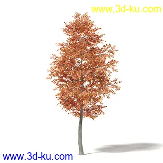 秋天树木模型合集,秋季树木,黄叶,各种秋天的树木模型共47个的图片