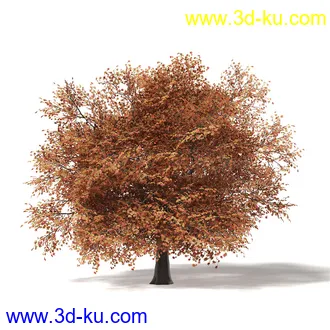 秋天树木模型合集,秋季树木,黄叶,各种秋天的树木模型共47个的图片