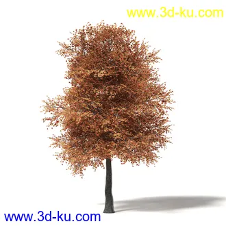 秋天树木模型合集,秋季树木,黄叶,各种秋天的树木模型共47个的图片