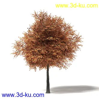 秋天树木模型合集,秋季树木,黄叶,各种秋天的树木模型共47个的图片