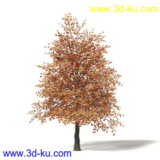 秋天树木模型合集,秋季树木,黄叶,各种秋天的树木模型共47个的图片