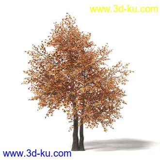 秋天树木模型合集,秋季树木,黄叶,各种秋天的树木模型共47个的图片