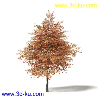 秋天树木模型合集,秋季树木,黄叶,各种秋天的树木模型共47个的图片