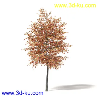 秋天树木模型合集,秋季树木,黄叶,各种秋天的树木模型共47个的图片