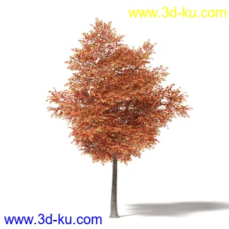 秋天树木模型合集,秋季树木,黄叶,各种秋天的树木模型共47个的图片