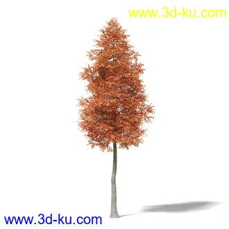 秋天树木模型合集,秋季树木,黄叶,各种秋天的树木模型共47个的图片