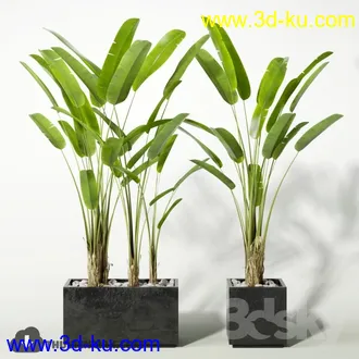 植物模型,盆景,盆栽,花盆等模型合集的图片