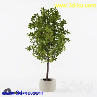 植物模型,盆景,盆栽,花盆等模型合集的图片