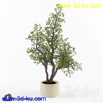 植物模型,盆景,盆栽,花盆等模型合集的图片