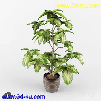 植物模型,盆景,盆栽,花盆等模型合集的图片