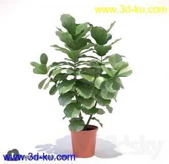 植物模型,盆景,盆栽,花盆等模型合集的图片