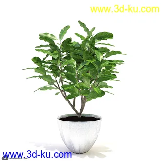 植物模型,盆景,盆栽,花盆等模型合集的图片