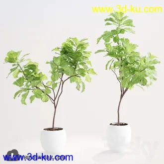 植物模型,盆景,盆栽,花盆等模型合集的图片