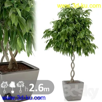 植物模型,盆景,盆栽,花盆等模型合集的图片19