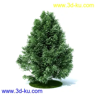 植物,喷泉,花园,椅子,小池子,长凳,篱笆,小木桥等模型合集的图片12