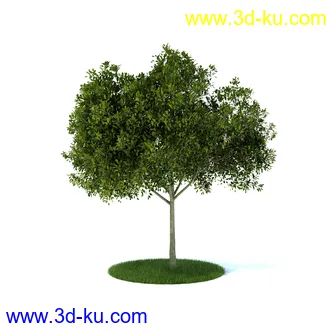 植物,喷泉,花园,椅子,小池子,长凳,篱笆,小木桥等模型合集的图片22