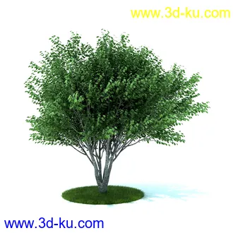 植物,喷泉,花园,椅子,小池子,长凳,篱笆,小木桥等模型合集的图片25