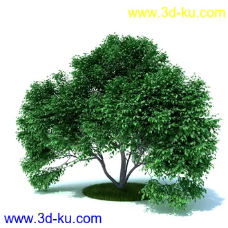 植物,喷泉,花园,椅子,小池子,长凳,篱笆,小木桥等模型合集的图片26