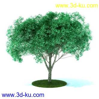 植物,喷泉,花园,椅子,小池子,长凳,篱笆,小木桥等模型合集的图片30