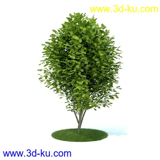 植物,喷泉,花园,椅子,小池子,长凳,篱笆,小木桥等模型合集的图片32