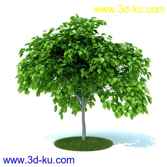 植物,喷泉,花园,椅子,小池子,长凳,篱笆,小木桥等模型合集的图片33